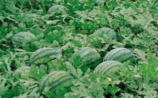 718娱乐吃瓜入口