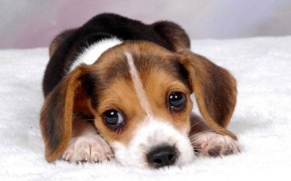 娱乐吃瓜菌小狗视频,娱乐菌带你领略萌宠欢乐时光