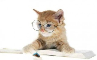 娱乐吃瓜君猫咪,揭秘娱乐圈的萌宠生活