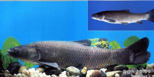 青鱼视频国产在线,国产在线影视盛宴,尽享视听盛宴-第3张图片-吃瓜群 青鱼视频国产在线,国产在线影视盛宴,尽享视听盛宴-第3张图片-吃瓜群