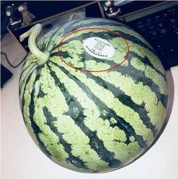 张家界网红吃瓜-第2张图片-吃瓜群 张家界网红吃瓜-第2张图片-吃瓜群