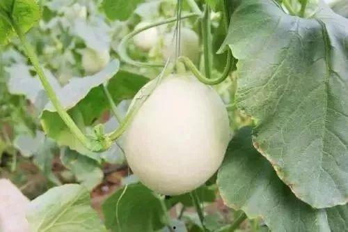 莱阳网红吃瓜事件-第3张图片-吃瓜群