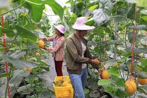 网红吃瓜营地,揭秘娱乐圈幕后风云-第2张图片-吃瓜群