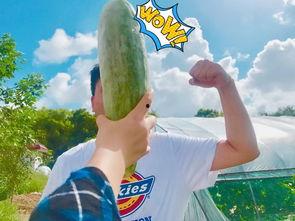 网红cp吃瓜,吃瓜群众热议不断！-第2张图片-吃瓜群