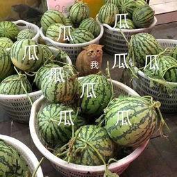 康欣娱乐吃瓜君,揭秘娱乐圈幕后真相-第1张图片-吃瓜群