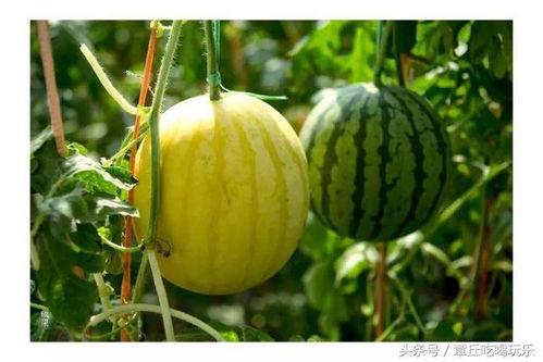 康欣娱乐吃瓜君,揭秘娱乐圈幕后真相-第3张图片-吃瓜群