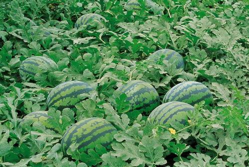 718娱乐吃瓜入口-第1张图片-吃瓜群