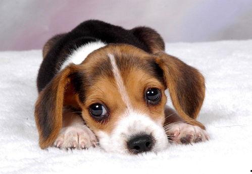 娱乐吃瓜菌小狗视频,娱乐菌带你领略萌宠欢乐时光-第1张图片-吃瓜群 娱乐吃瓜菌小狗视频,娱乐菌带你领略萌宠欢乐时光-第1张图片-吃瓜群