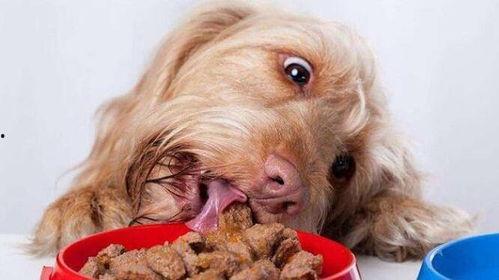 娱乐吃瓜菌小狗视频,娱乐菌带你领略萌宠欢乐时光-第3张图片-吃瓜群 娱乐吃瓜菌小狗视频,娱乐菌带你领略萌宠欢乐时光-第3张图片-吃瓜群