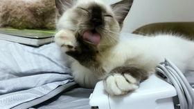 吃瓜娱乐酱社恐猫,揭秘社交恐惧的萌宠——社恐猫的日常生活-第1张图片-吃瓜群