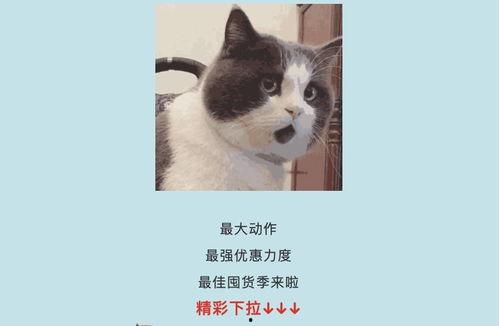 吃瓜娱乐酱社恐猫,揭秘社交恐惧的萌宠——社恐猫的日常生活-第2张图片-吃瓜群