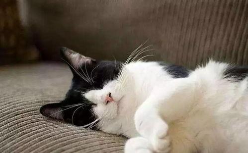 吃瓜娱乐酱社恐猫,揭秘社交恐惧的萌宠——社恐猫的日常生活-第3张图片-吃瓜群