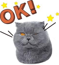 娱乐吃瓜君猫咪,揭秘娱乐圈的萌宠生活-第2张图片-吃瓜群