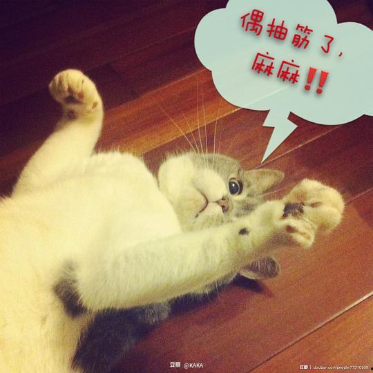 娱乐吃瓜君猫咪,揭秘娱乐圈的萌宠生活-第3张图片-吃瓜群